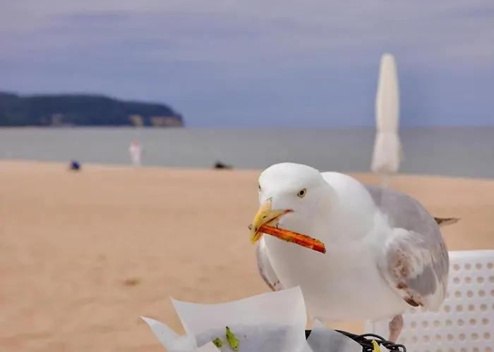 アパート Street Art Zaspa - Wsrod Murali